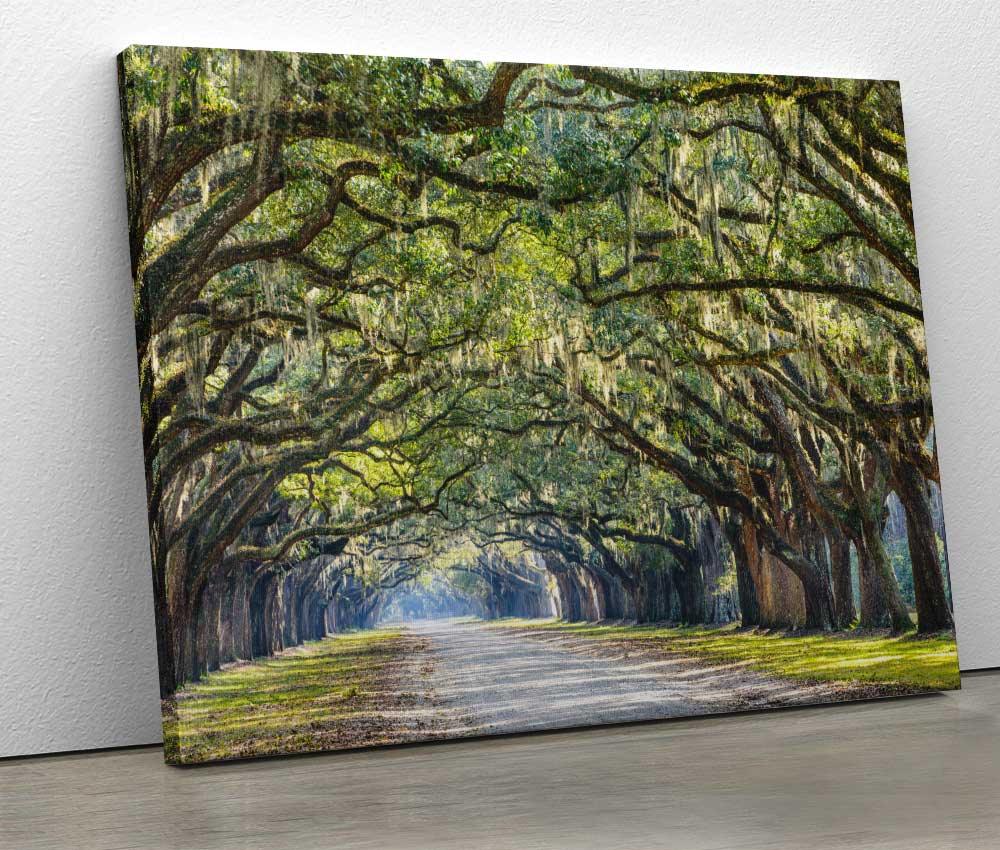 Tablou "Stejari in Savannah Georgia" - Xtra.ro