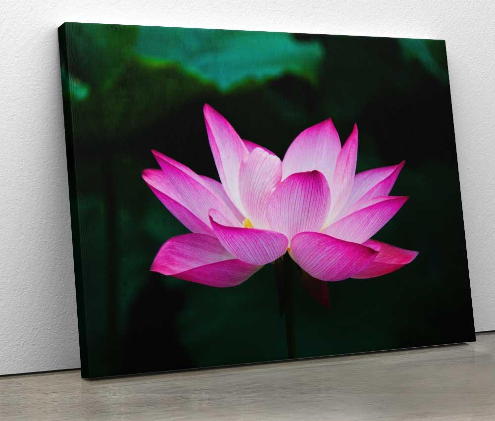 Tablou "Lotus Flower" - Xtra.ro