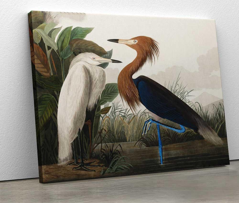 John James Audubon - Purple Heron - Xtra.ro