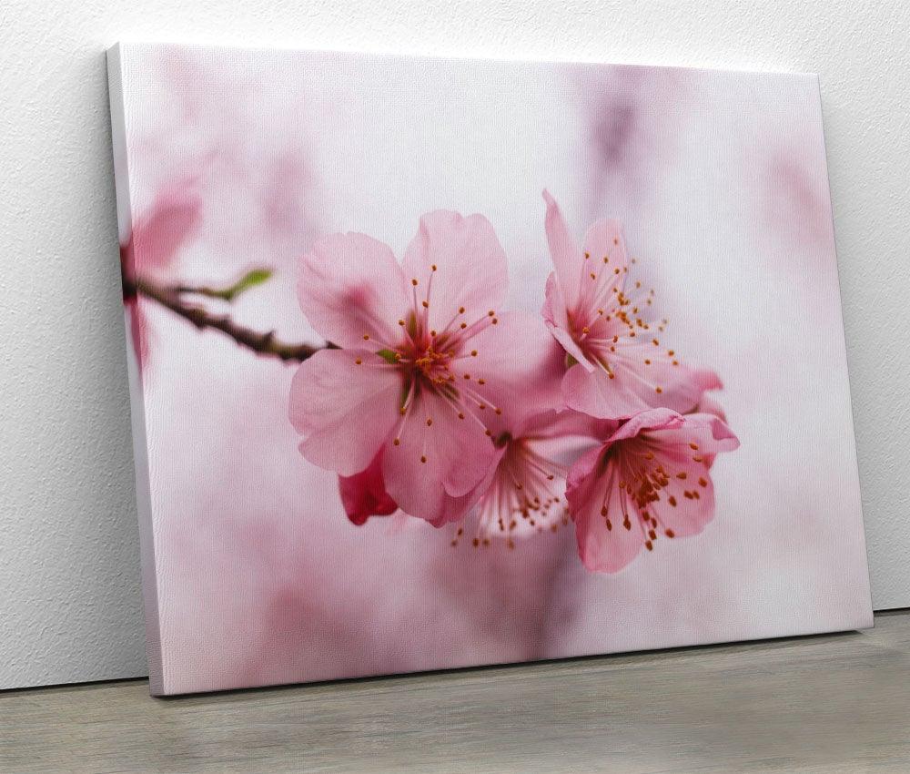 Tablou "Cherry Blossom" - Xtra.ro