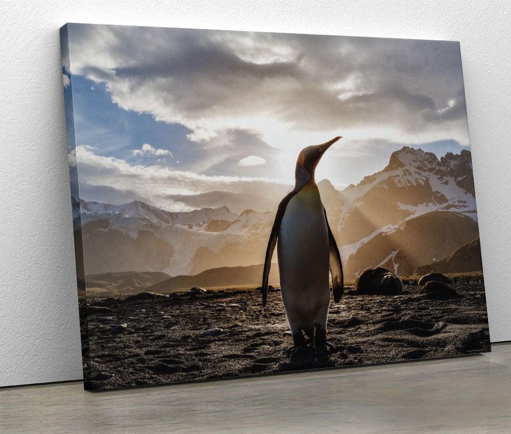 Tablou "Penguin in the Sun" - Xtra.ro