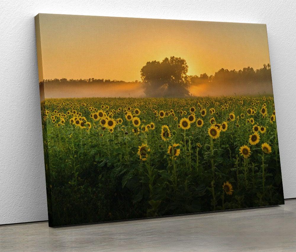 Tablou "Sunflowers 2" - Xtra.ro