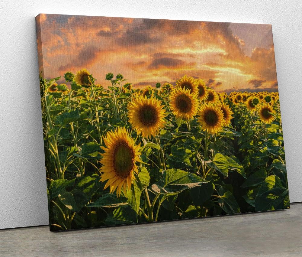 Tablou "Sunflowers" - Xtra.ro